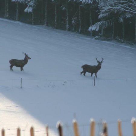 Chambres D'Hotes Les Trappeurs Silence & Nature Tenneville Екстер'єр фото